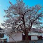 南魚沼市の桜が見ごろ🌸ライトアップ始めました｜水回り・消雪設備の（株）角田設備